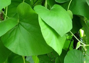 Pfeifenwinde Schlinger fr Schatten, Aristolochia