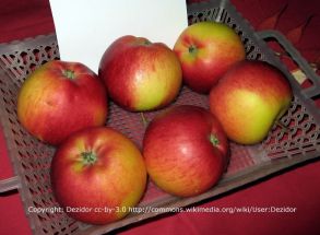 Rubinola, Apfel Baum, schorfresistent, s und lecker