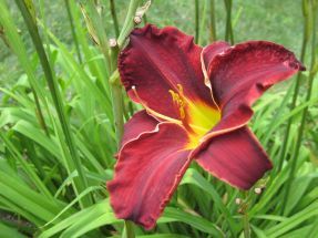 Hemerocallis  Ed Murray, schwarzrot mit Zitronenschlund Topf 18 cm Durchmesser