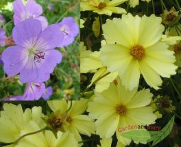 Coreopsis Full Moon u. Geranium Rozanne, ein blau-gelbes Duett J