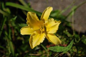 Hemerocallis Molokai Taglilien mit gelben Riesenblten Topf mit 18 cm Durchmesser