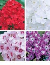 Hohe Flammenblumen in 4 Farben Phlox rot rosa weiß lila