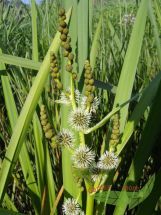 Sumpfpflanze Igelkolben, Sparganium erectum, grner Fruchtstand