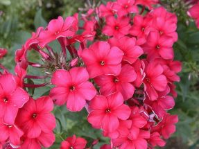 Hohe Flammenblume Phlox in sanftem lachsrot Windsor