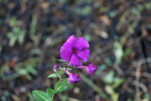 violette Flammenblume Nicki, hoher, duftender, mehrjhriger Phlo