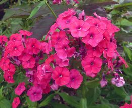 Hoher Phlox in knalligem rosenrot, duftende Flammenblume Tenor,