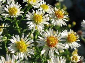 hohe Herbstaster kleinblumig wei -  Myrtenaster Aster