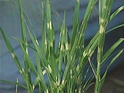 Ziergras mit Querstreifen, Zebrachinaschilf