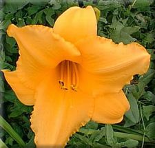 Hemerocallis Amurtaglilie, leuchtendes Orange