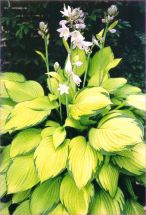 Goldblatt - Funkie, eine Hosta wie ein Licht.