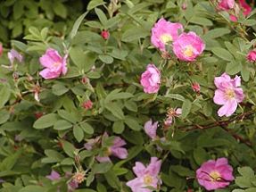 Glanzrose Rosa nitida