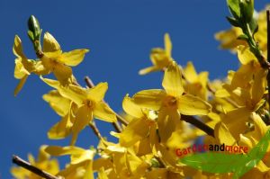 Forsythie Goldglckchen Strauch - Klassiker in Gold