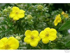 gelber Fnffingerstrauch (Potentilla), pflegeleichter Dauerblhe