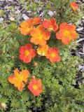 Potentilla orange, F�nf-Finger-Strauch, Dauerbl�her