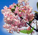 Winterbl�hender Schneeball Viburnum bodnantense Dawn