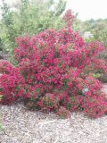 rotbl�hende Weigela, Zierstrauch, 2 mal bl�hend