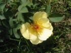 Bibernell - Rose  zartgelb Rosa pimpinellifolia