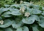 Blaublattfunkie - sieboldiana Elegans - eindrucksvoll!