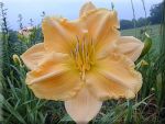 Hemerocallis Love Is Taglilie zartrosa mit lachs