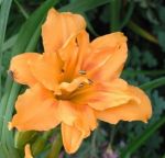 Hemerocallis Three Tears, gefllte Taglilie in orange Topf mit 13 cm Durchmesser