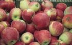 robuster Apfel Baum Retina, Sommerapfel naturgesund