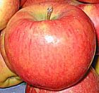 robuster Apfel Baum Topaz, Edelstein unter den Äpfeln