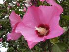 rosa Gartenhibiskus, Woodbridge, Roseneibisch 40-60 cm