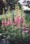 roter Fingerhut zauberhafte Staude Digitalis purpurea