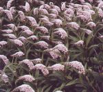 Schneefelberich Lysimachia clethroides weie Spitzblte