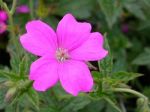 Storchschnabel Rose Claire kleine rosa Blten in Mengen