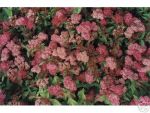 Zwergspiere weinrot Spiraea Anthony Waterer