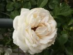 Rose Schneewittchen