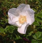 weie Apfelrose, duftend, Rosa rugosa Alba, robust