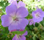Storchschnabel Rozanne ultimativer Dauerbl�her in blau Sol C 3