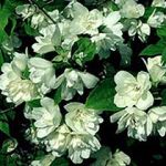 gefllter Duftjasmin Philadelphus Schneesturm 60-100