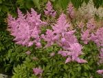 Astilbe Amethyst violettrosa Pflanze