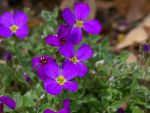 Blaukissen, violett Aubrieta Kitty Steingartenstaude