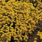 Steinkraut Alyssum saxatile gelbe Polsterpflanze
