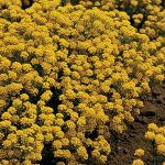 Steinkraut Alyssum saxatile gelbe Polsterpflanze