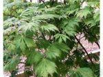 Eisenhutblttriger Ahorn -  Acer aconitifolium