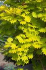 Japanischer Goldahorn Acer shiraserwanum Aureum