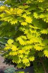 Japanischer Goldahorn Acer shiraserwanum Aureum