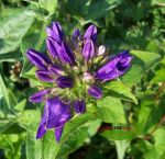 1 violette Knuelglockenblume vielseitige Staude