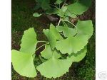 Ginkgo biloba Fcherblattbaum Relikt aus Urzeiten