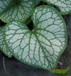 Brunnera Jack Frost, Kaukasusvergissmeinicht wei-grn