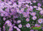 hohe Herbstaster kleinblumig lilarosa - Ochtendgloren