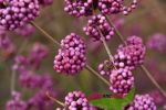 Liebesperlenstrauch Schnfrucht Callicarpa