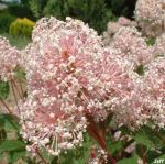 Sckelblume in rosa schner seltener Zwergstrauch