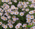 hohe kleinblumige Herbstaster hellblau - Novemberblau