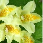 gelbe Weigelie! middendorfiana Kleinstrauch